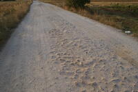 Remnants of the Old Road between the Villages of Brailovo and Desovo in 2008