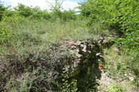 Remnants (?) of the Early Christian Basilica near Palikura