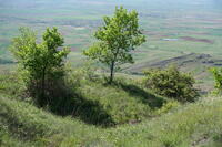 Remnants of German Trenches on the Elevation 1050