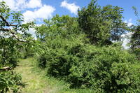 The Field, where Tracks of the German Narrow-Gauge Railway were to be found in Former Times in the Village of Kažani