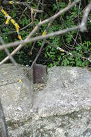 Remnants of the Base of a German Railway Bridge belonging to the Narrow-Gauge Railway between Prilep and Kažani