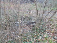 Die Wasserkanäle im Schloßpark des Schlosses Ebreichsdorf (in Richtung Badener Straße)